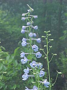 Delphinium X belladonna 