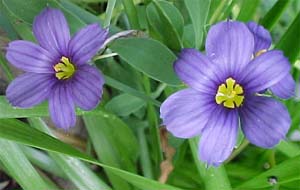 Sisyrinchium montanum 