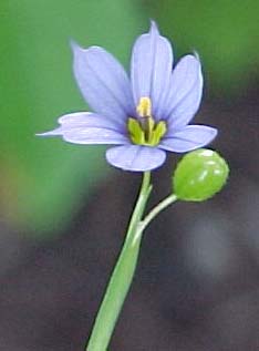 Sisyrinchium montanum (species)