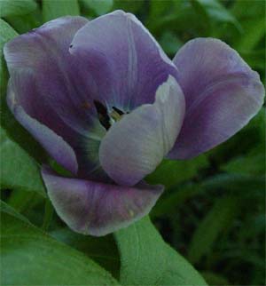 Tulipa 'Blue Heron'