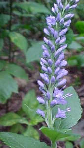 Veronica 'Blue Pyramid'