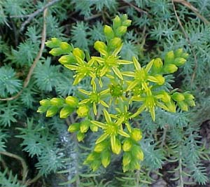 Sedum 'Blue Spruce'