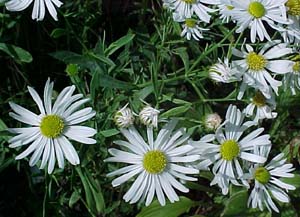 Boltonia asteroides 'Snow Bank'