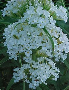 Buddlea davidii 'White Profusion'