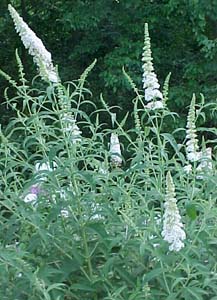 Buddlea davidii 'White Profusion'