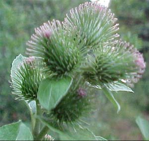 Arctium minus (species)