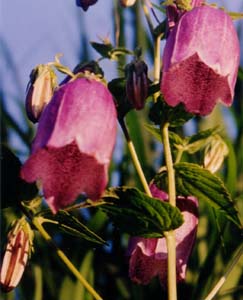 Campanula takesimana 'Elizabeth'