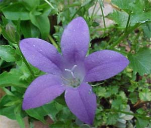 Campanula 'Birch Hybrid'