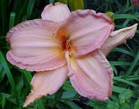 Hemerocallis 'Candy Apple'