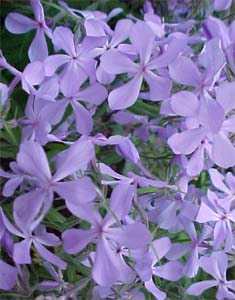 Phlox carolina 