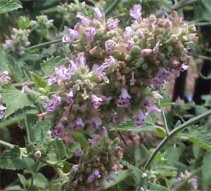 Nepeta (species)