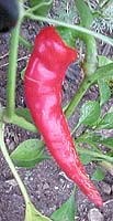 Capsicum annuum 'Cayenne'