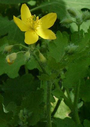 Chelidonium majus 