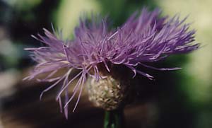 Centaurea montana 