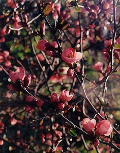 Chaenomeles japonica (unknown)