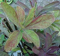 Euphorbia dulcis 'Chameleon'