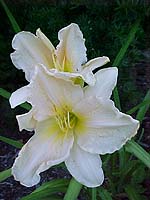 Hemerocallis 'Chandelier Shimmer'