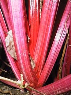 Beta vulgaris 'Ruby Red'