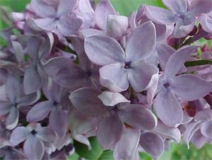 Syringia vulgaris 'Charles Jolly'