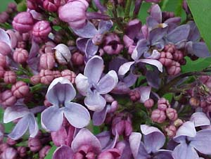 Syringia vulgaris 'Charles Jolly'