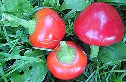 Capsicum annuum 'Hot Cherry'