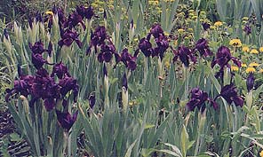 Iris pumila 'Cherry Pop'