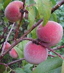 Prunus persica 'Fingerlakes'