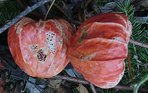 Physalis alkekengi 