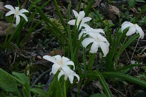 Chionodoxa lucianne 'Alba'