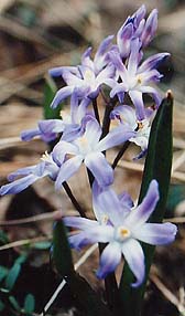 Chionodoxia forbesii 