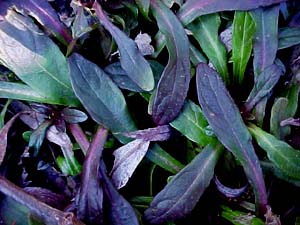 Ajuga reptans 'Chocolate Chip'