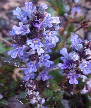 Ajuga reptans 'Chocolate Chip'