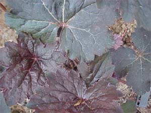 Heuchera 'Chocolate Veil'