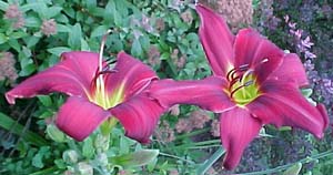 Hemerocallis 'Christmas Carol'