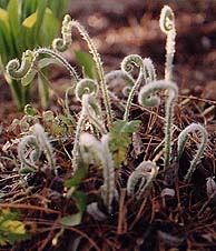 Polystichum acrostichoides (species)