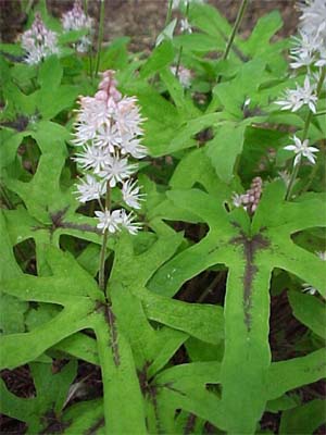 Tiarella wherryi 'Cigne'