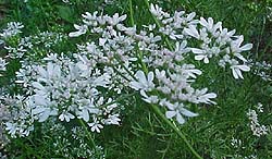 Coriandrum sativum 