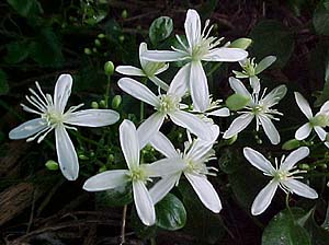 Clematis paniculata syn. virginiana 