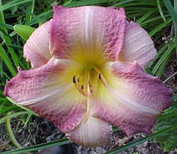 Hemerocallis 'Cloisonne Art'