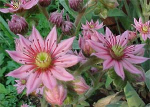 Sempervivium 'Cobweb'