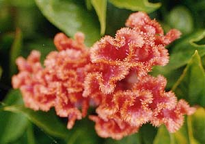 Celosia (unknown) 