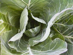 Brassica 