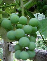 Vitis vinifera 'Concord'