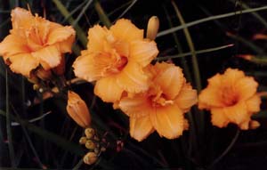 Hemerocallis 'Condilla'