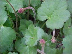 Heuchera 'Coral Cloud'