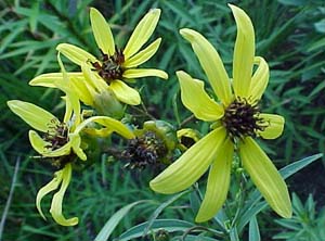 Coreopsis trycertis (species)