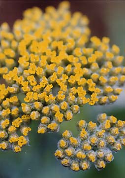 Achillea filipendula 'Coronation Gold'