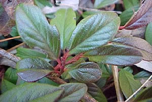 Cotoneaster salicifolius 