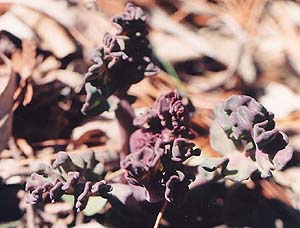 Crambe maritima 