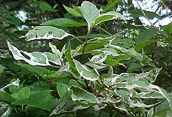 Cornus alba 'Argenteo Marginata'